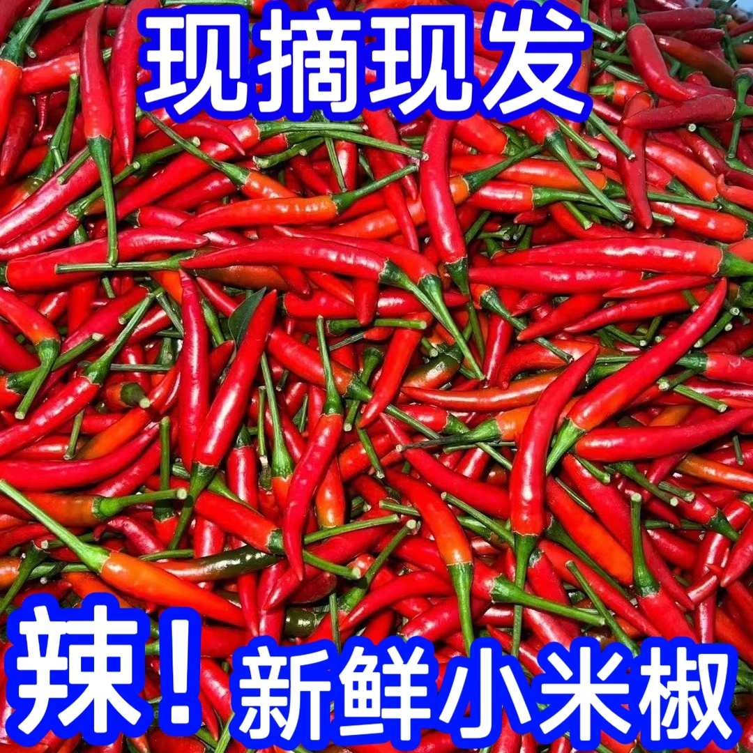 特辣小米椒新鲜小米辣椒朝天椒可泡椒剁椒的优质蔬菜露天种植广西
