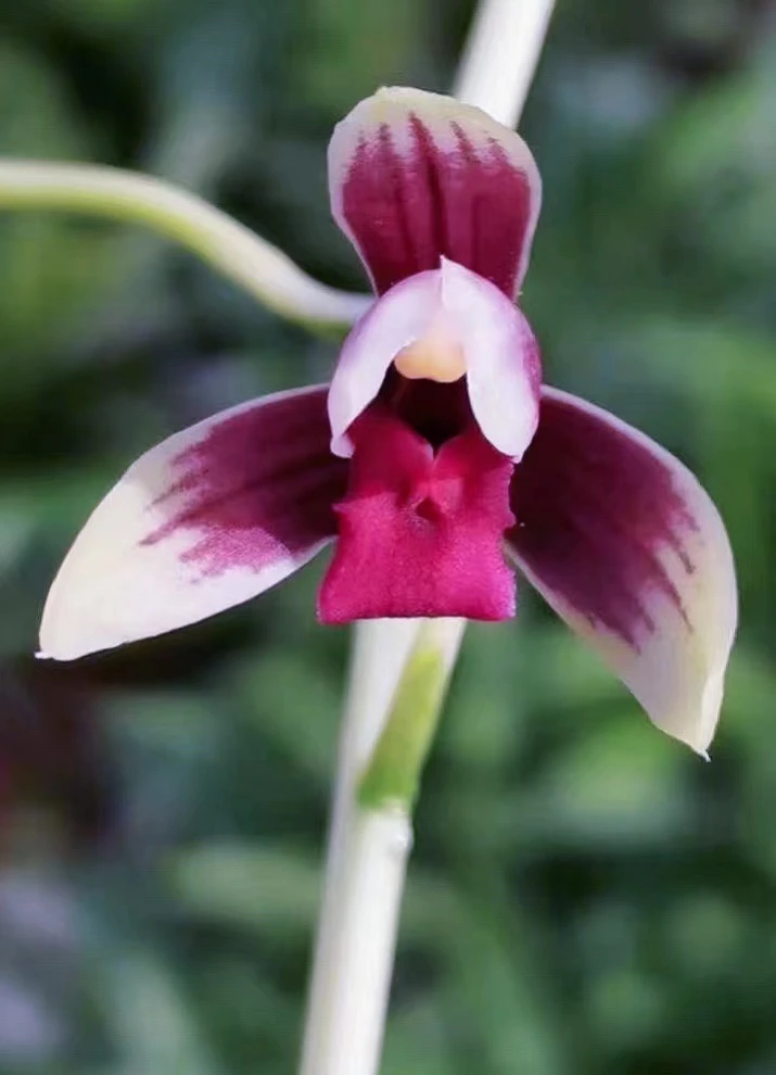 国兰兰草花兰花草兰花兰草春兰蕙兰莲瓣兰建兰秋榜绿植花卉东方