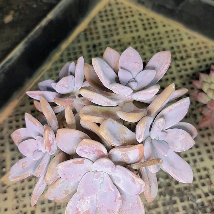 時****頭桃霜一物一拍04580