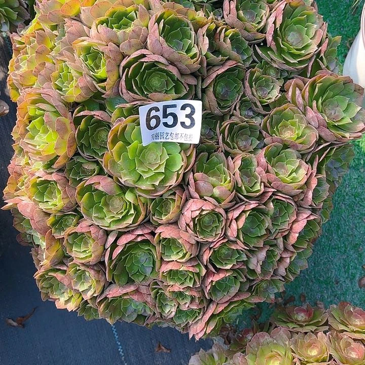 【闪购商品】菲*653万圣节2-7