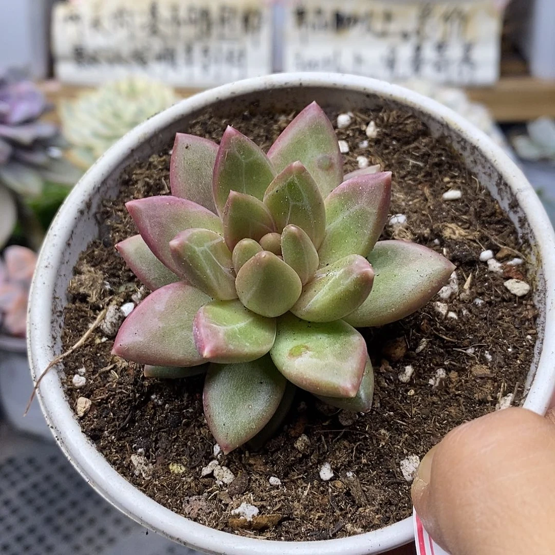 0367 迷雾泡泡单头