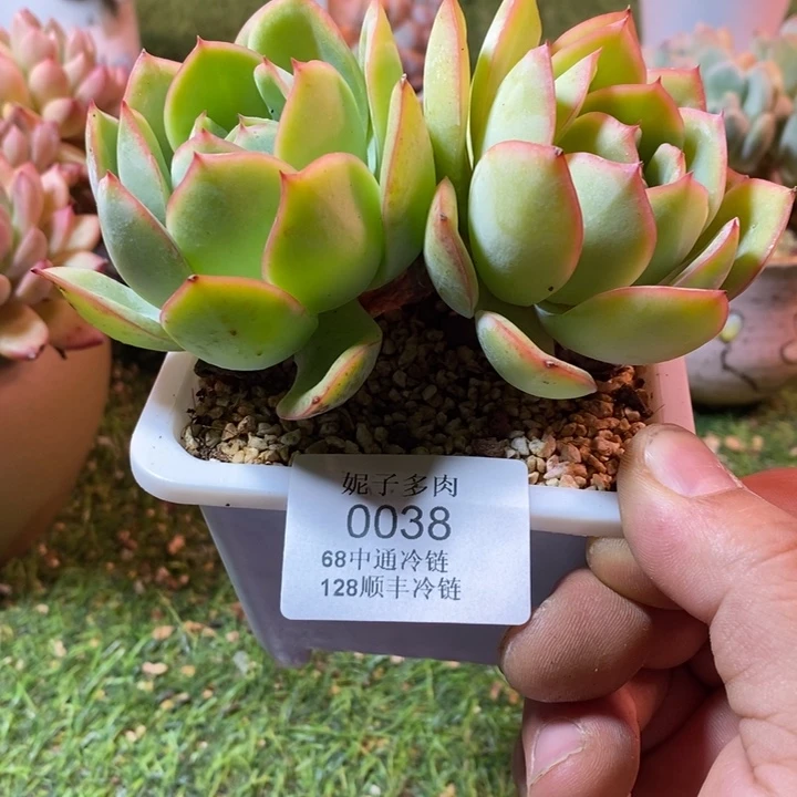 0038啊啊啊啊啊啊啊啊