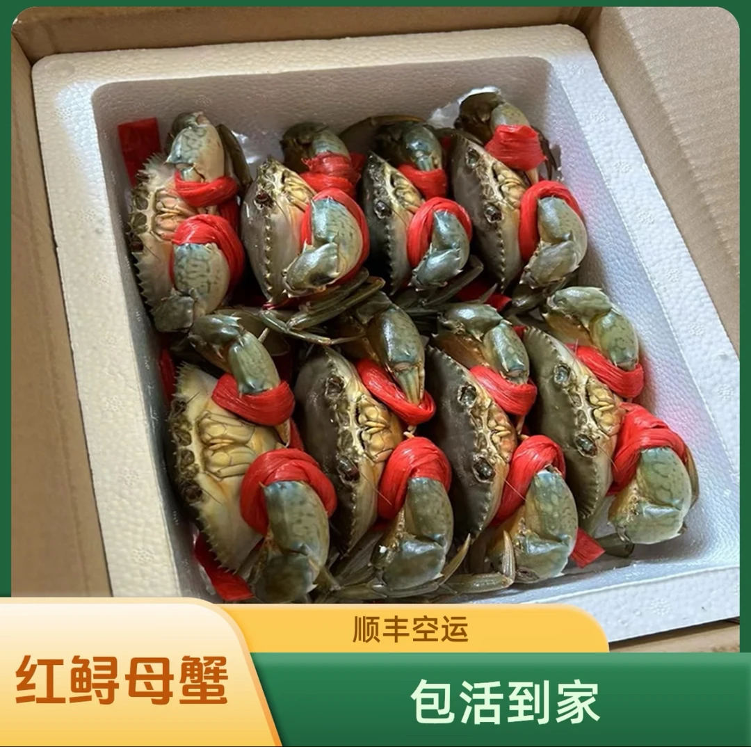 福建红树林野生红膏鲟青蟹母蟹膏肉饱满美味海鲜顺丰活发