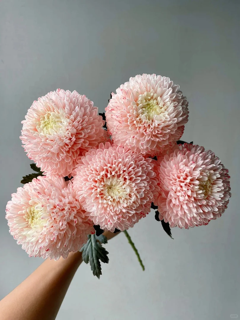 初恋牡丹菊---请接受会有轻微色差(实物直播间展示为准)