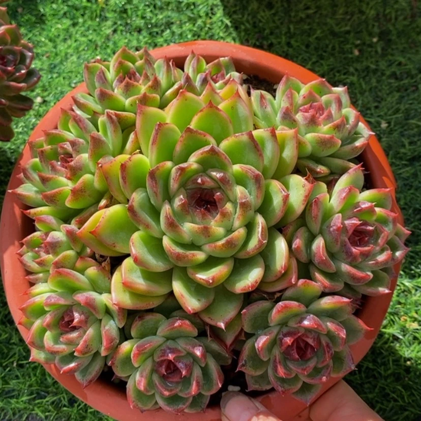 【闪购商品】有****望多肉植物的
