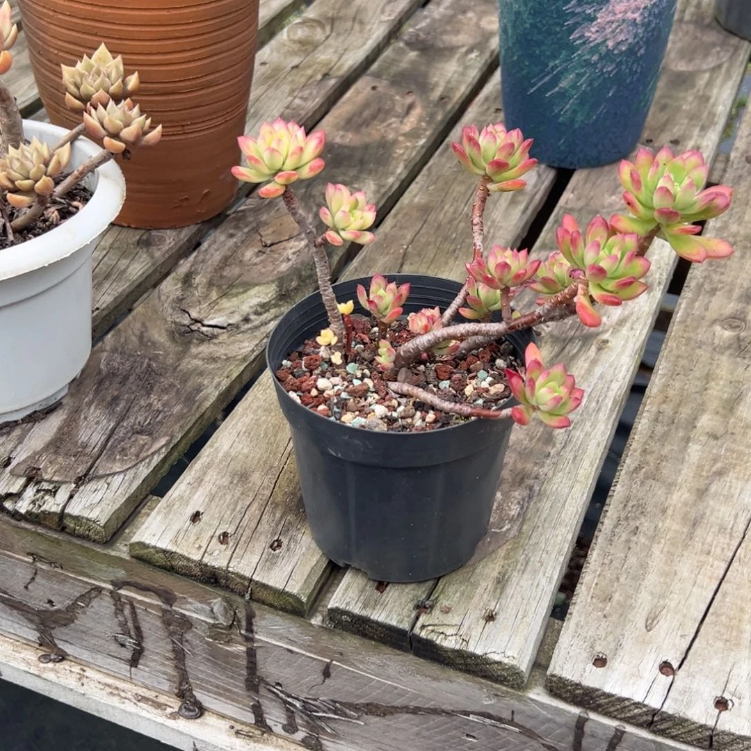 中***心叮当多肉植物脱土