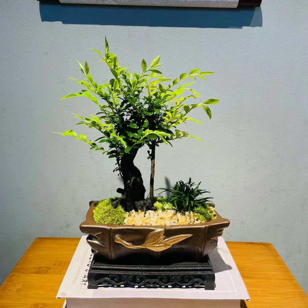 黑骨茶独杆老桩ZF描金竹节陶瓷盆室内桌面绿植好养盆栽+底座