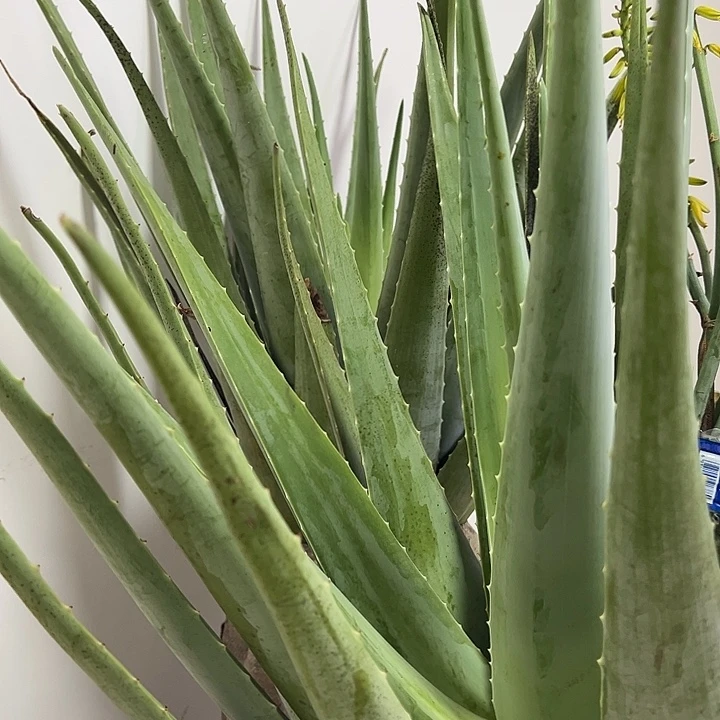 25斤重一颗库拉索芦荟