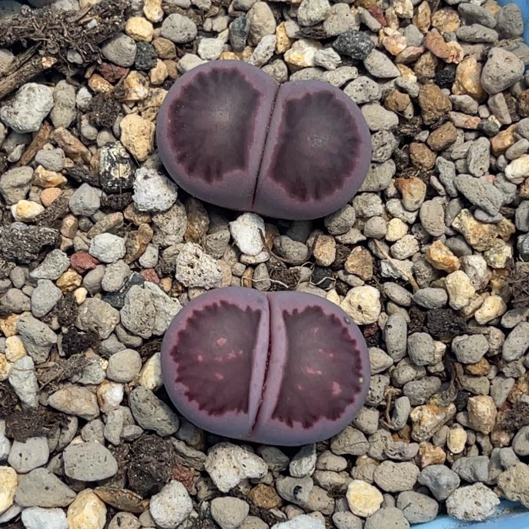 4455紫菊2颗尺寸1.9