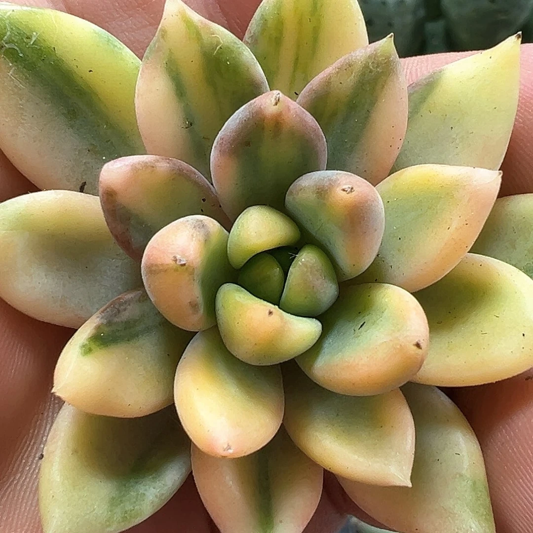红象牙锦 小方花圃一物一拍