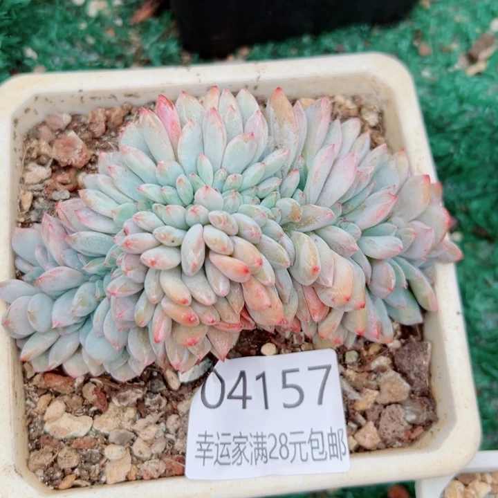 幸运的是我还没遇到幸运