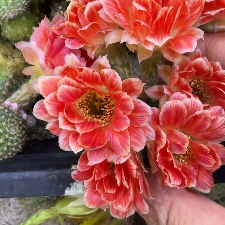 54丽花貂蝉歪2到3公分左右无根侧牙，20包邮