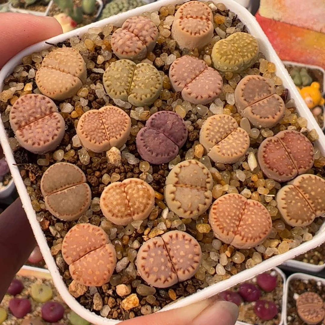 445多肉植物百科