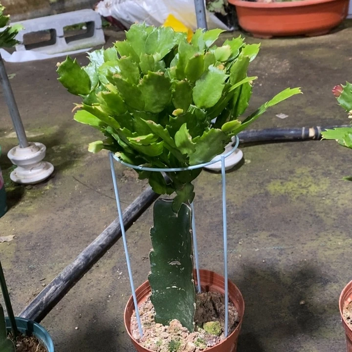 当前无花栽培后可以开花彼****﹏798嫁接047