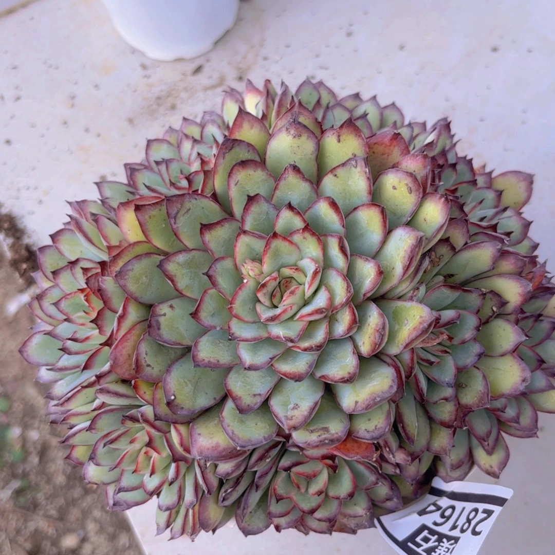 墨西哥灵隐28164多肉植物