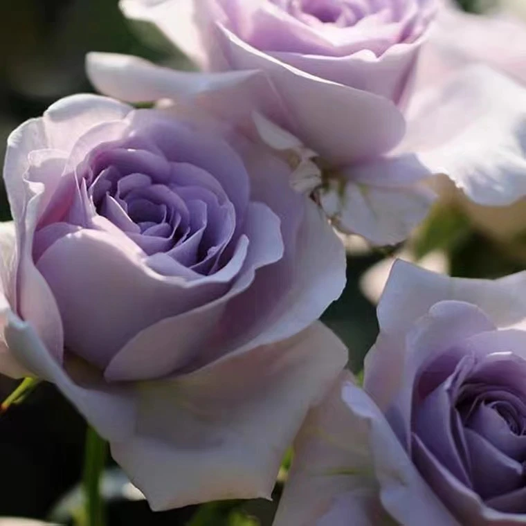 【蓝宝石】大花浓香四季