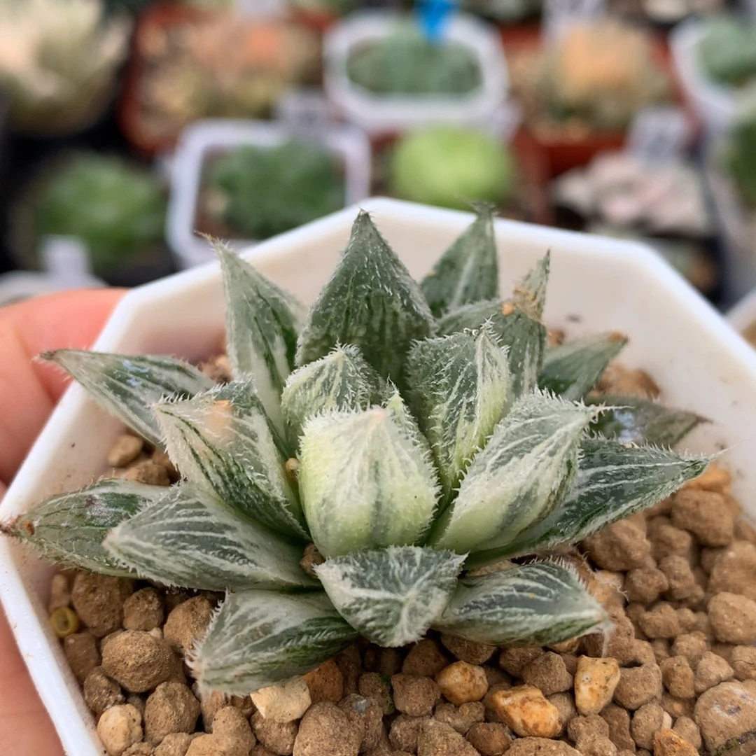 绘卷玉露锦，带盆一起