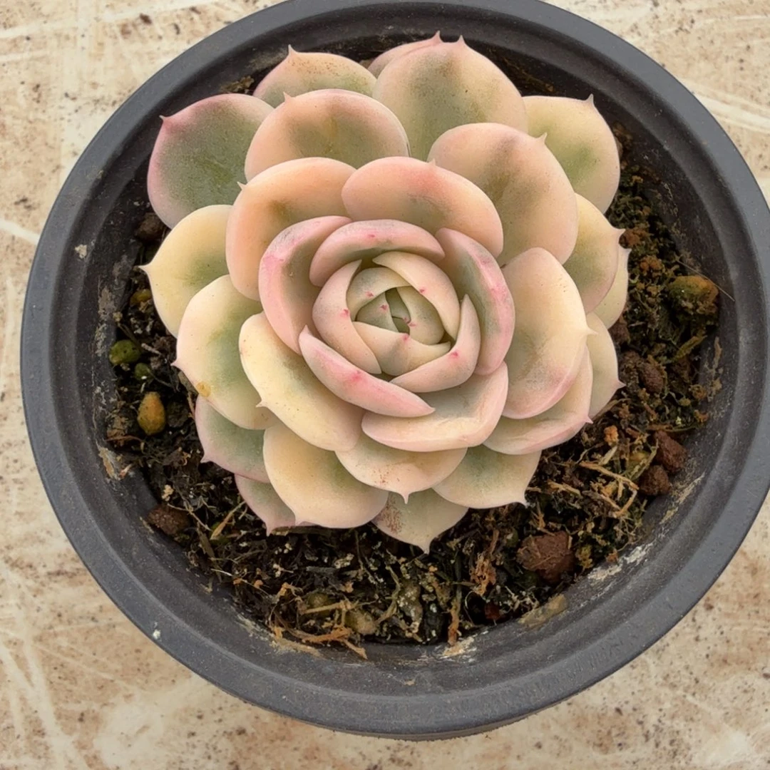 绿体昂锦上园艺一物一拍