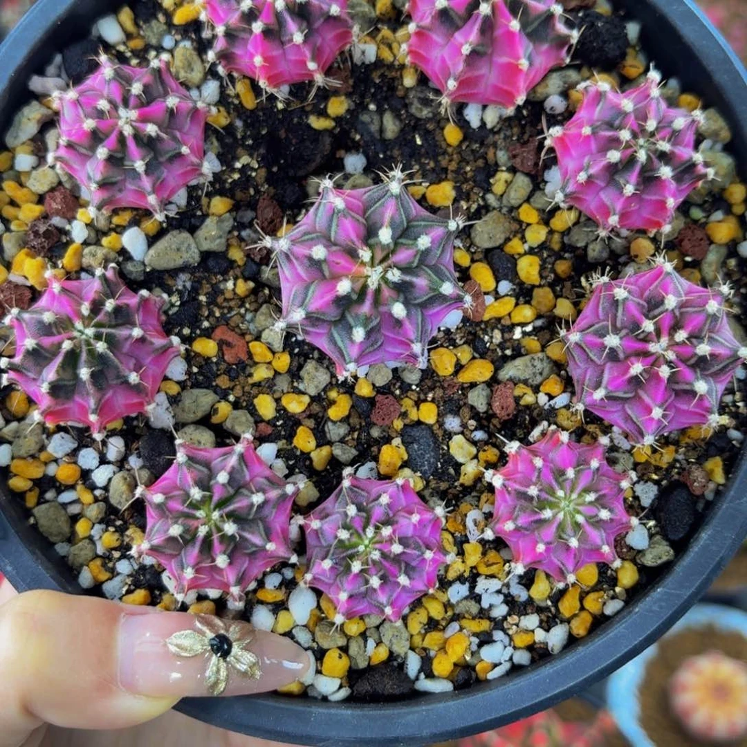 白色钻石一个588可挑