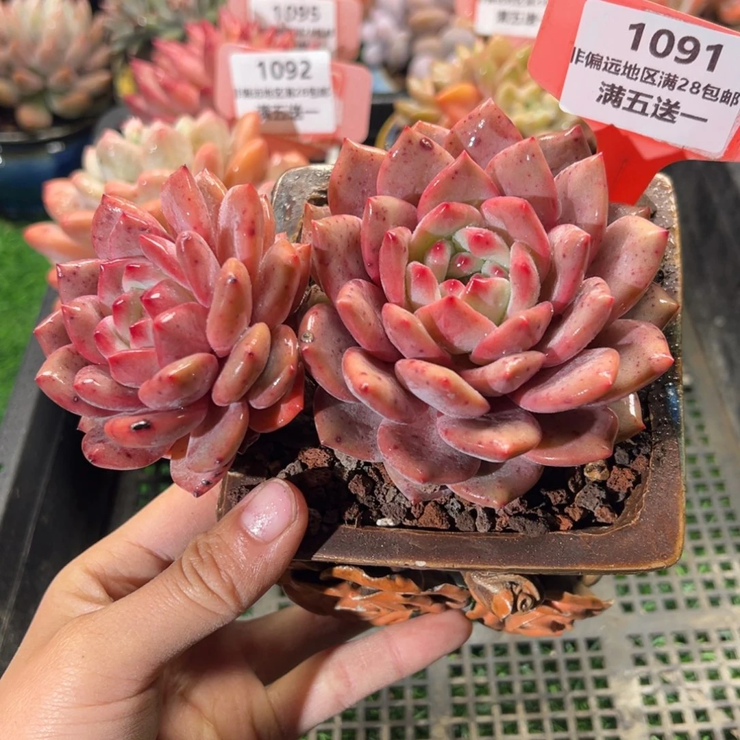 表妹精品多肉植物1091.