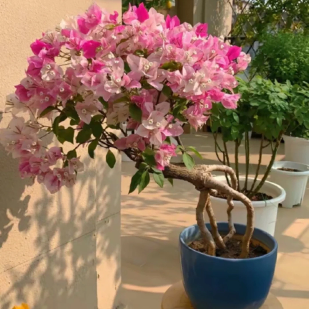 三角梅老桩一物一拍包新鲜