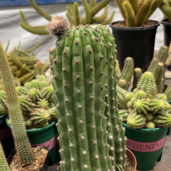 新品超大毛花住鹦鹉20公分