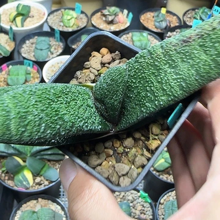 大凸釉黑莺啭亚成