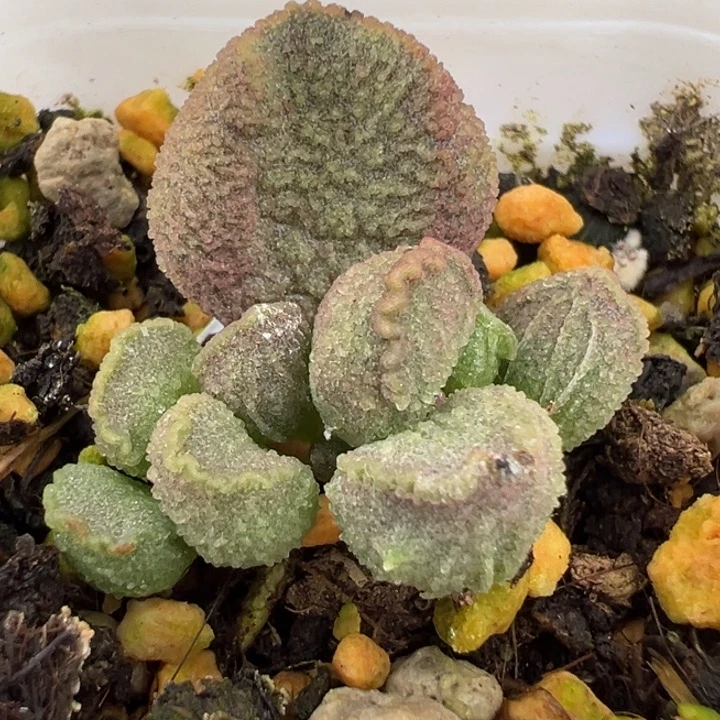 实生新品大苗多肉植物水泡