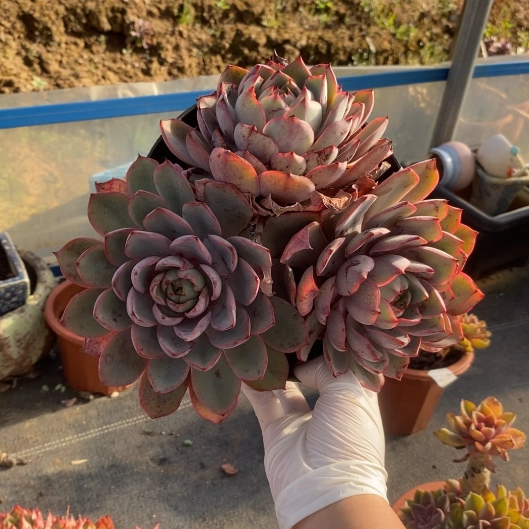 993赫拉多头一物一拍