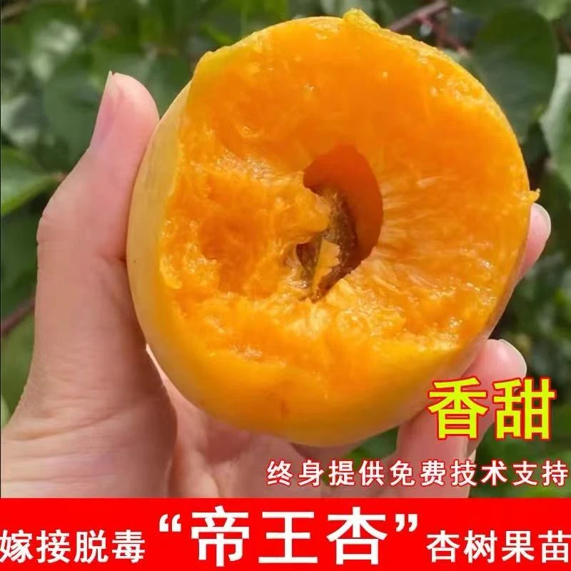 嫁接特大帝王杏树苗脆甜早熟可食用杏仁南北方种植抗寒盆栽地栽苗