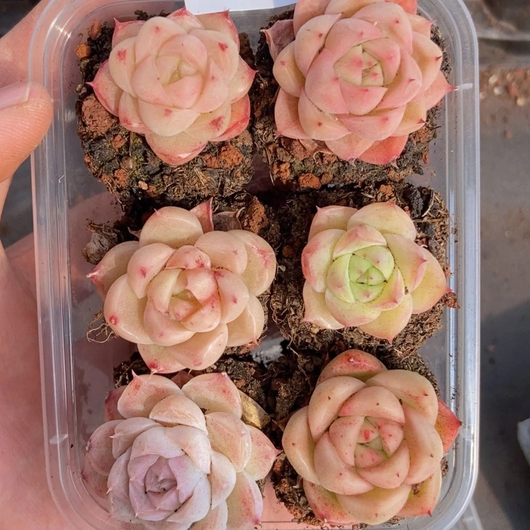 春泥家框拍链接S35