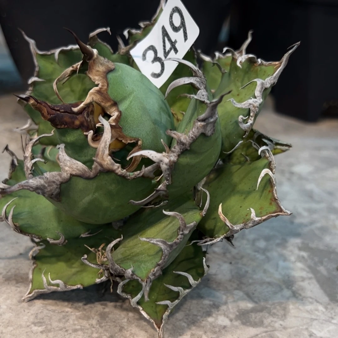 ?349凯撒龙舌兰植物脱土