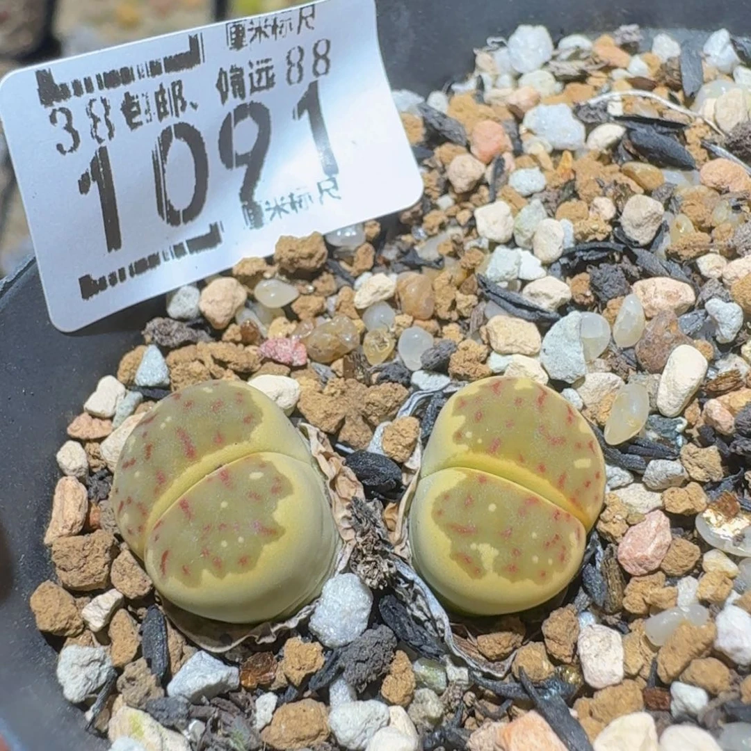 小***-Ssss精品生石花1091