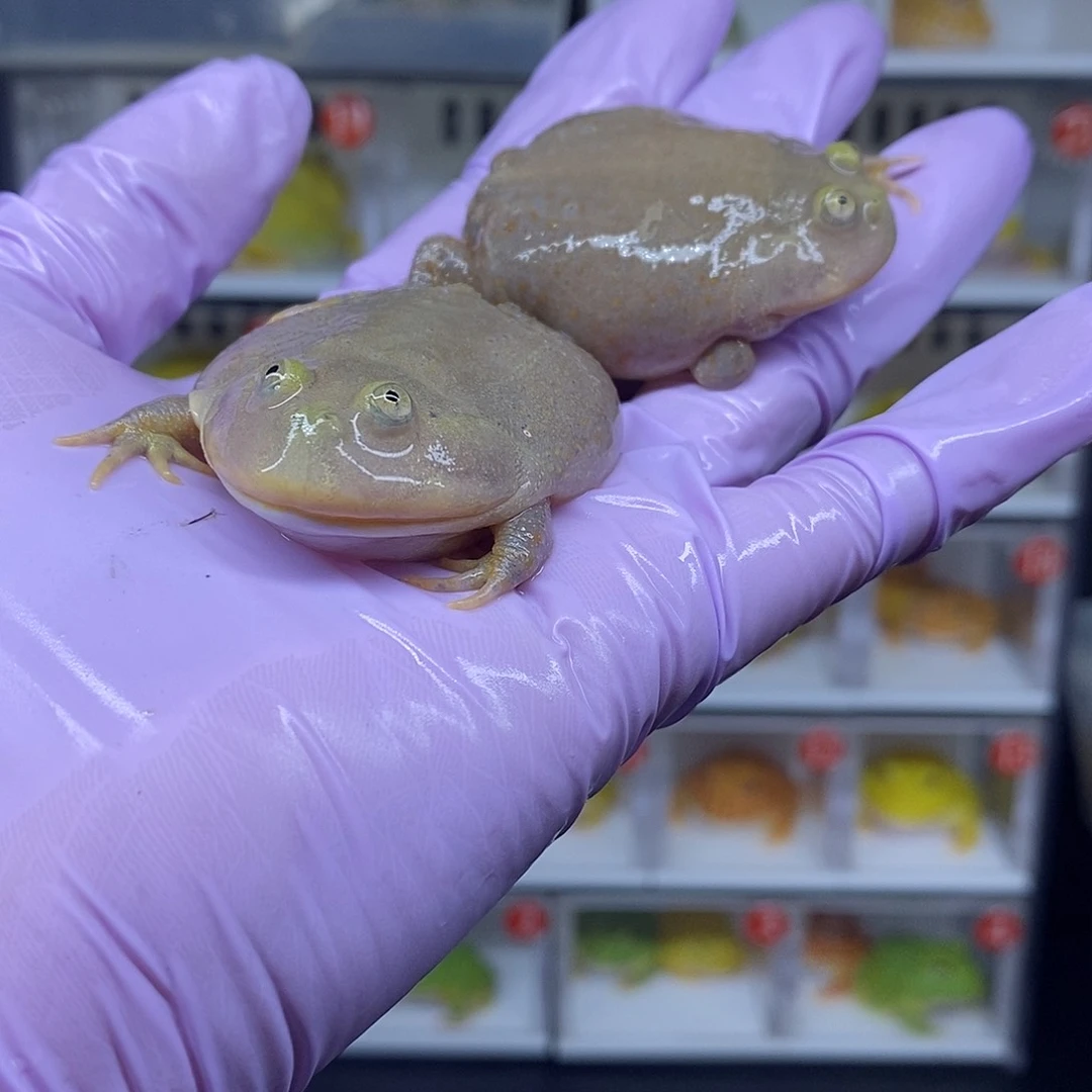 角蛙小丑25元一个