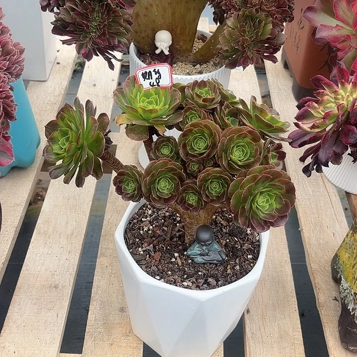 多肉期*.奶白123456