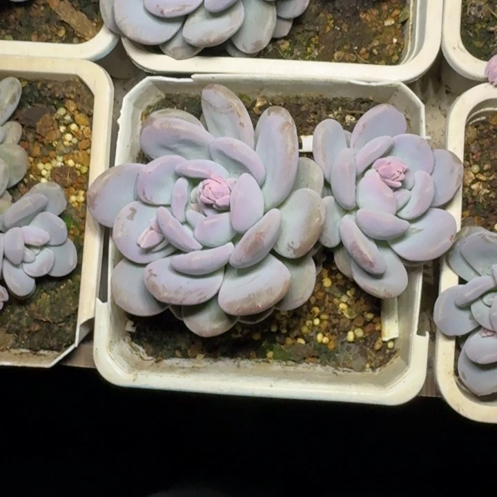 米雪奶 双头 一物一拍