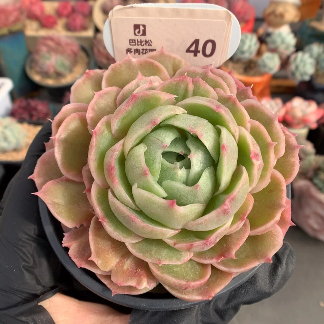 40 昂斯诺石化多肉