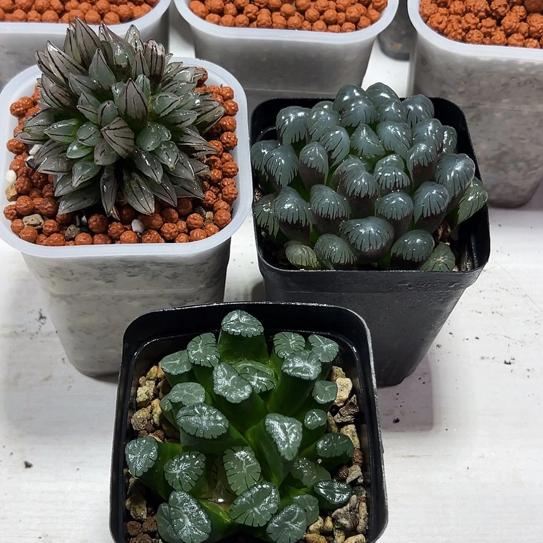 _****子十二卷多肉3颗多肉