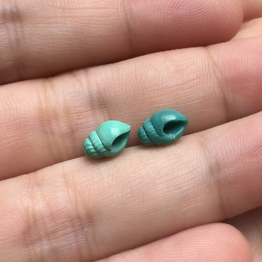 绿松石未镶嵌海螺一对