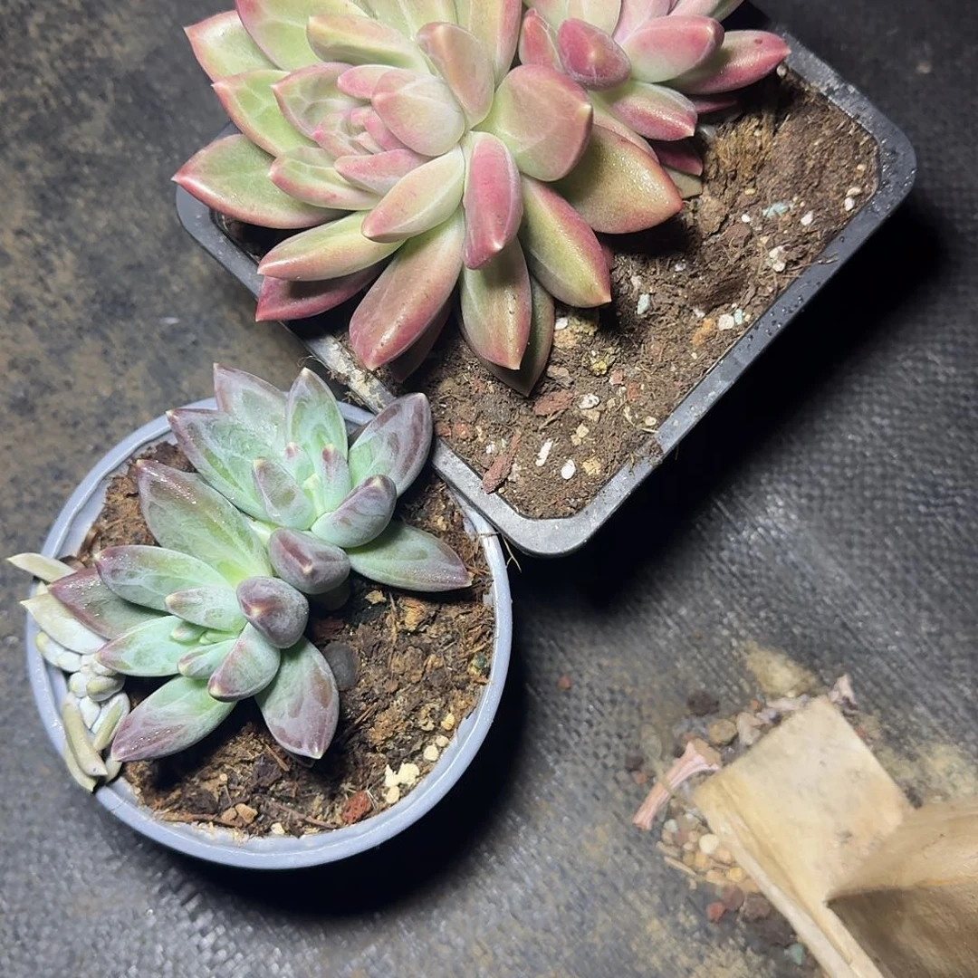 小***岁2颗一起dog肉植物