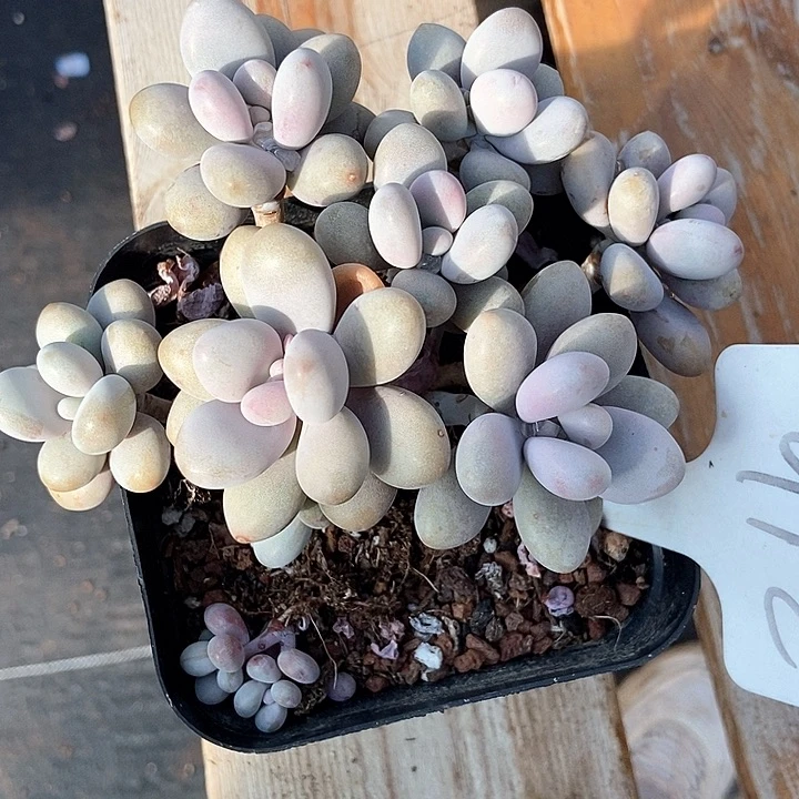 多肉植物葡萄912