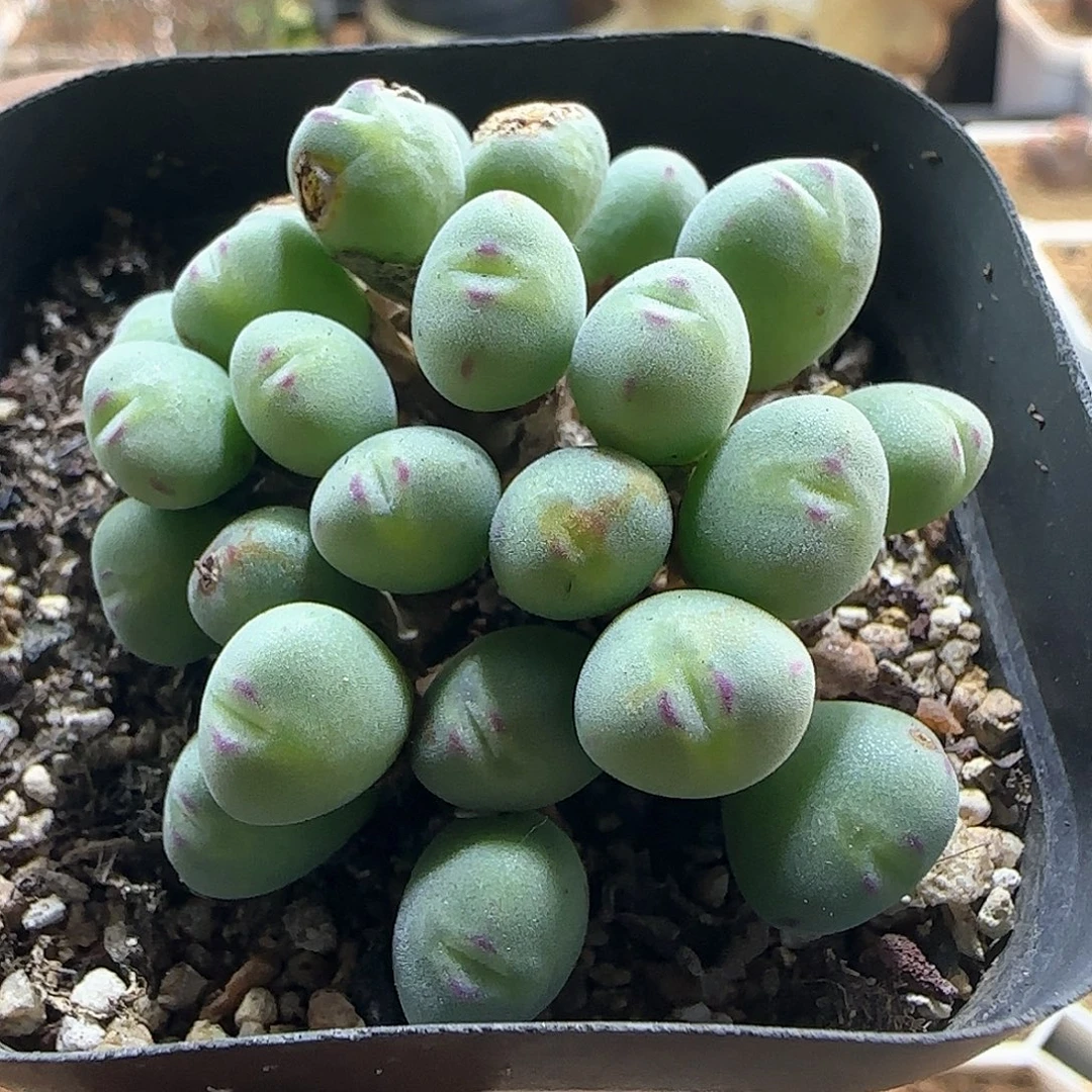 口笛杂交。     532