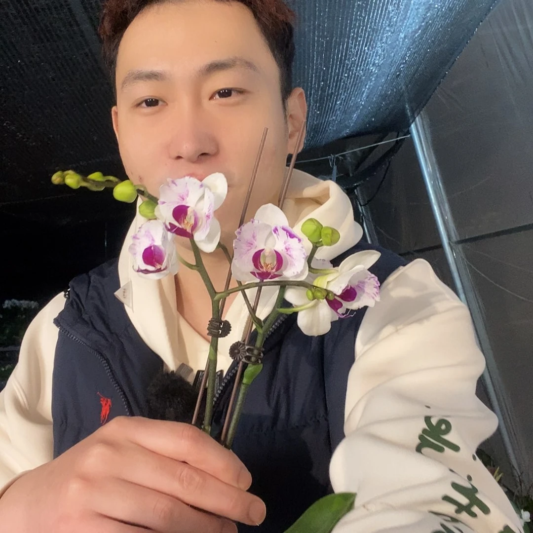 无花朵雪域变异蝴蝶兰