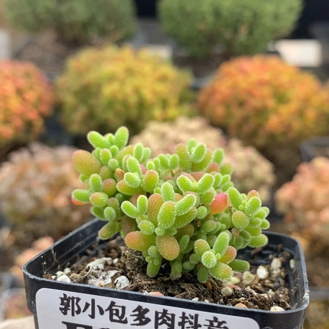 蜜橘糖球8735枝干番杏