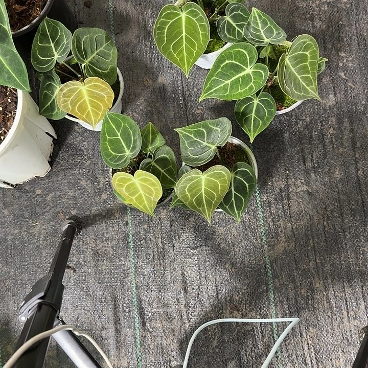 完全开放福利克莱恩