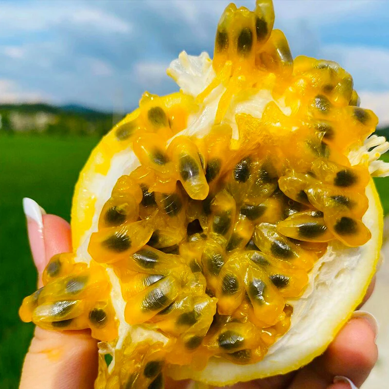 D广西正宗钦蜜9号黄金百香果维C慢慢新鲜采摘产地直发百香果茶