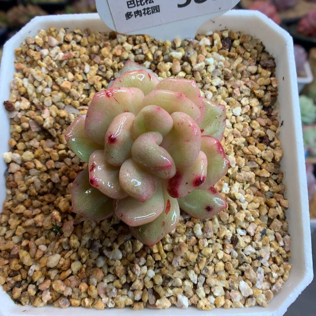 389梦露石化多肉植物