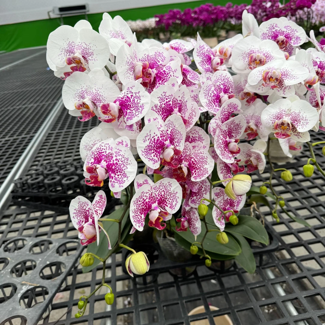 【龙树枫叶】白色大花点缀红色斑点 稀有花花 蝴蝶兰  室内花卉