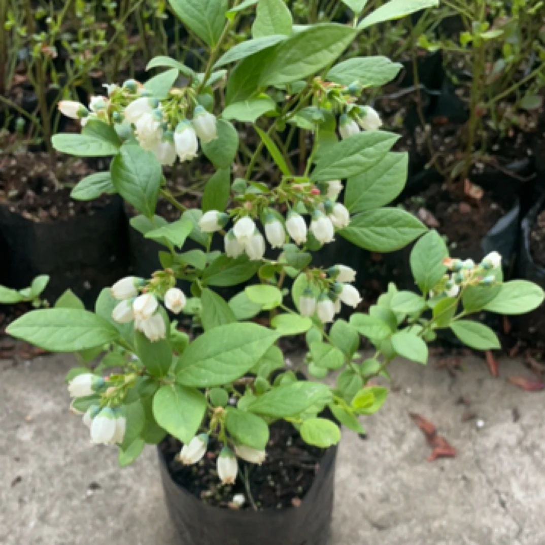 【开仓破价】L25蓝莓带花带花苞南北可种阳台盆栽耐寒耐热
