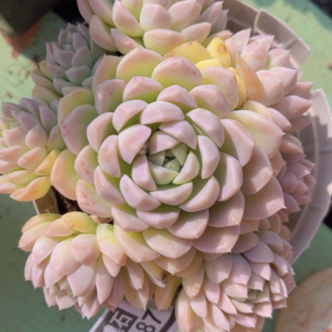 【闪购商品】奶油美人05187